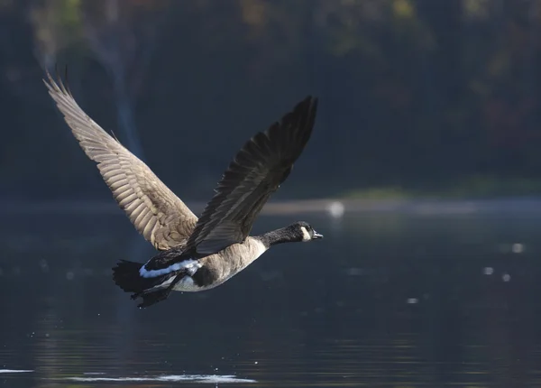 Goose Flying into the Shadows — Stok Foto