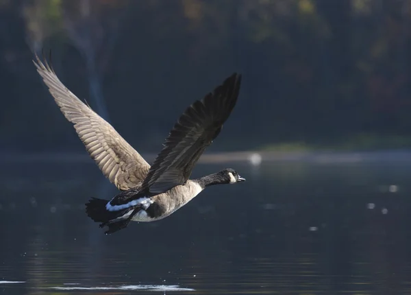 Gans fliegt in den Schatten — Stockfoto