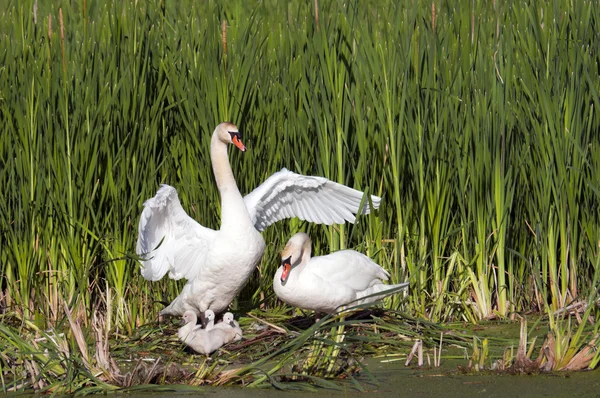 Adult Swans With Their Young — Stock Photo, Image