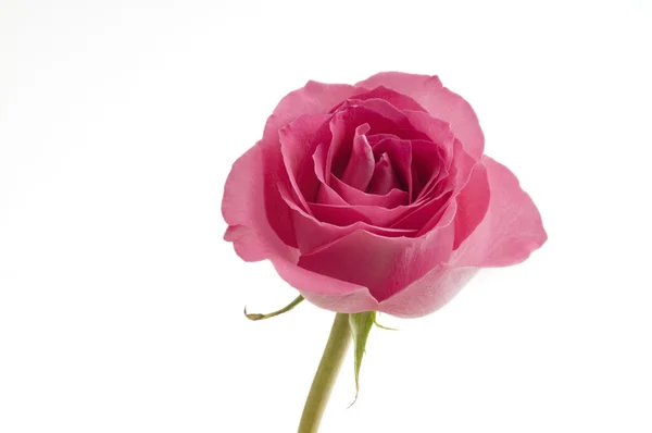 Doskonały róża różowy — Zdjęcie stockowe