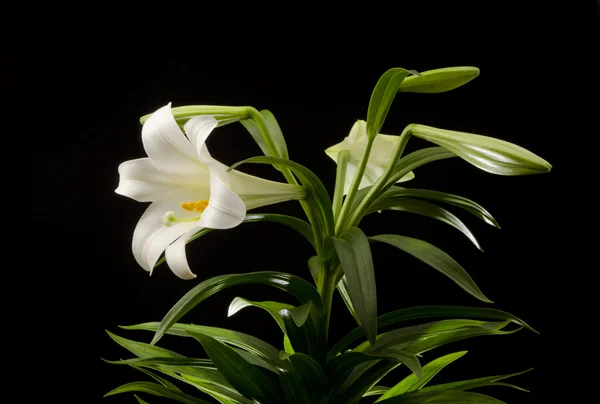 Easter Lily — Stock Photo, Image