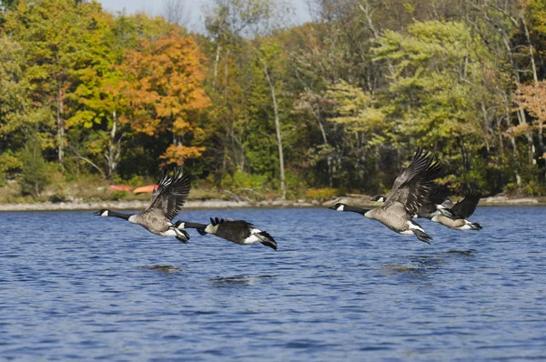 Geese Flying Above the Water — Stock Photo, Image