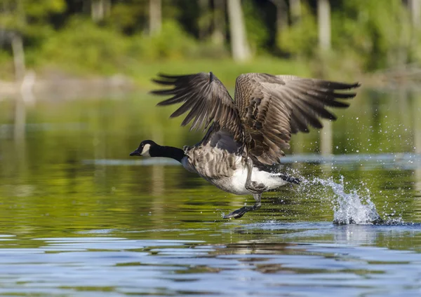 One Goose Taking Off — Stock Photo, Image