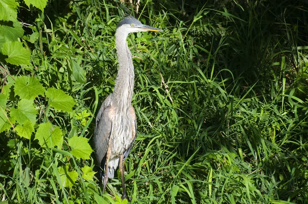 Heron — Stock Photo, Image