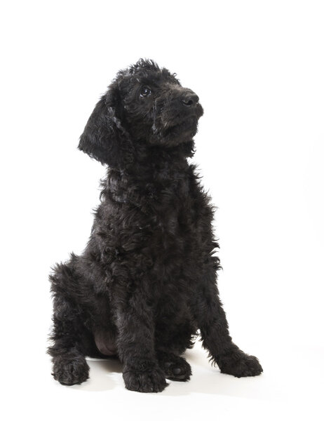 Black Labradoodle