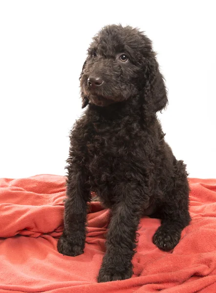 Oznámení hnědé labradoodle — Stock fotografie