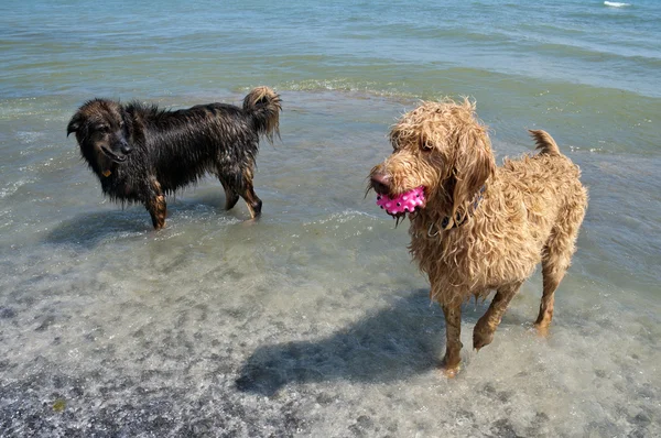 Köpekler top tutmaca oynamak — Stok fotoğraf