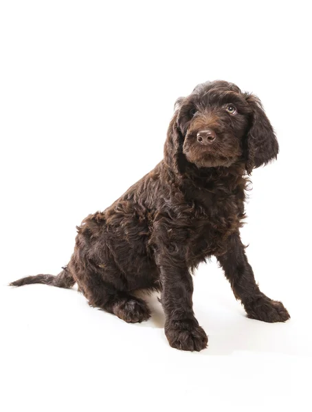 Labradoodle schaut auf — Stockfoto