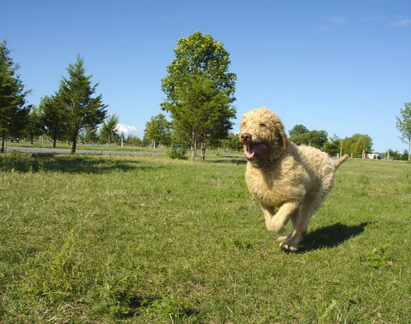 Labradoodle juoksee puistossa — kuvapankkivalokuva