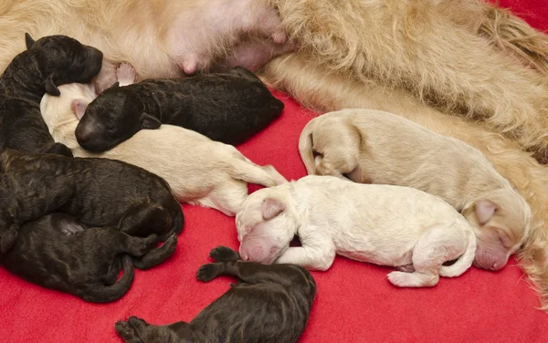 Newborn Pups — Stock Photo, Image