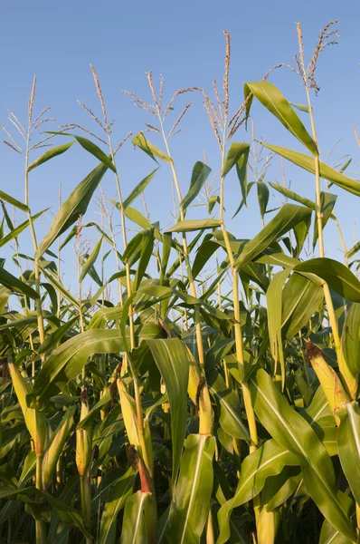 Érett kukorica a területen — Stock Fotó