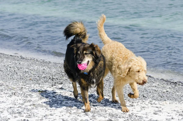 Koiria rannalla — kuvapankkivalokuva