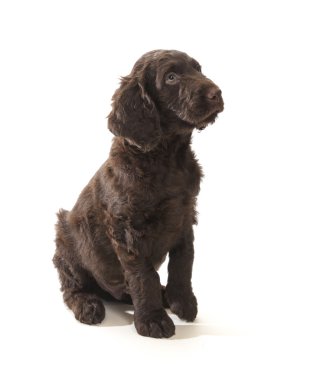 kahverengi labradoodle