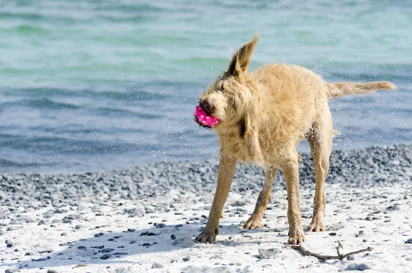 Cão sacudindo a água — Fotografia de Stock