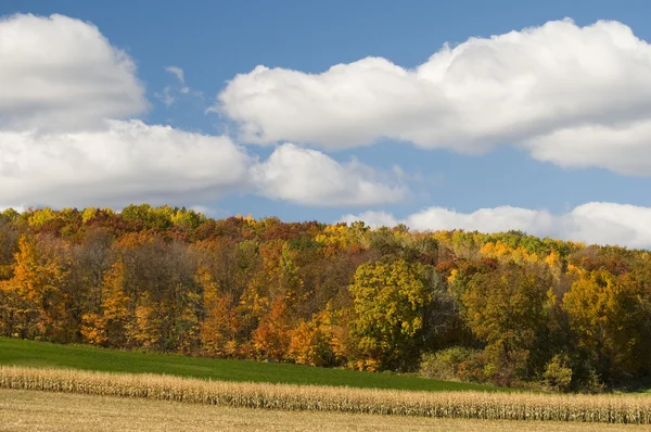 Farm Field Scenic — Stock Photo, Image