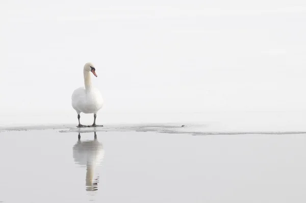 Single Winter Swan — Stock Photo, Image