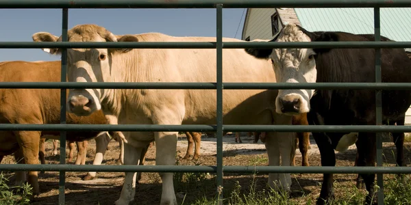 Vacas atrás das barras — Fotografia de Stock