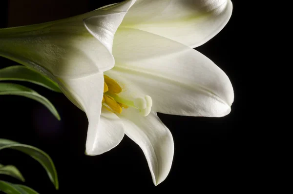 Enfoque en Pascua Lily Pollen — Foto de Stock