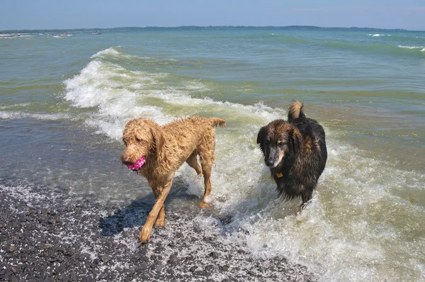 Cani in spiaggia — Foto Stock