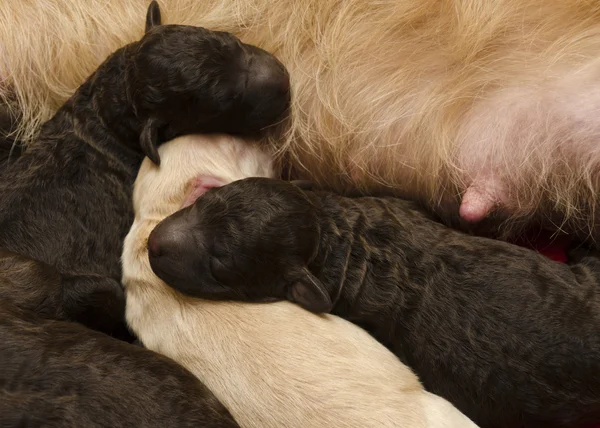 Pups Feeding and Sleeping — Stock Photo, Image