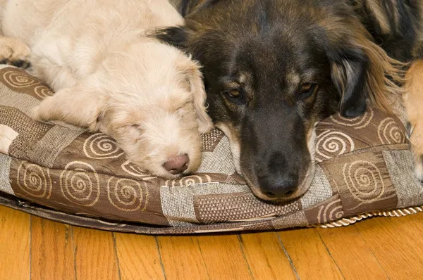 Junge und alte Hunde — Stockfoto