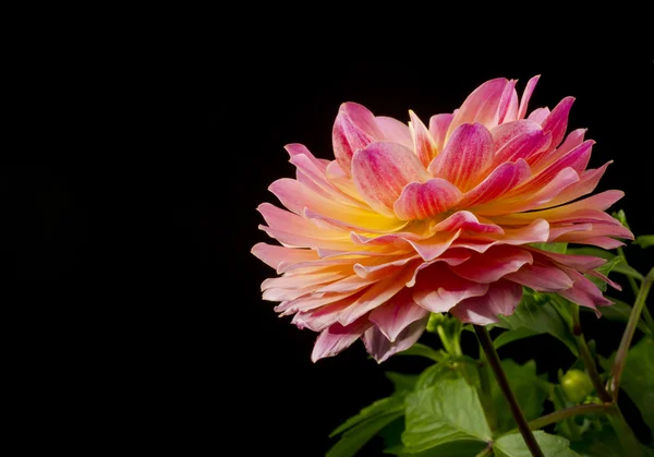 Single Dahlia Blossom — Stock Photo, Image