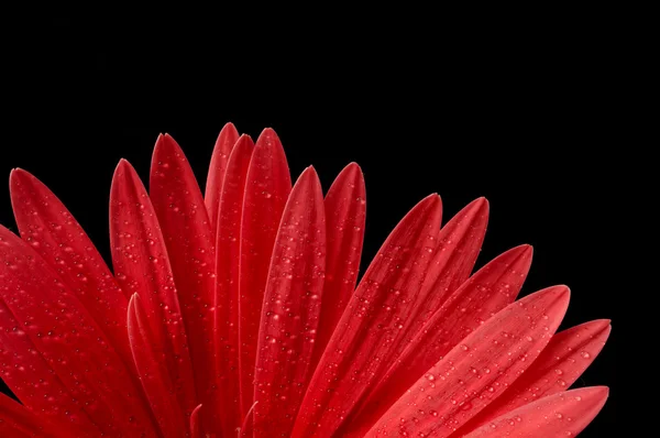 Gerber Daisy Petals — Stock Photo, Image