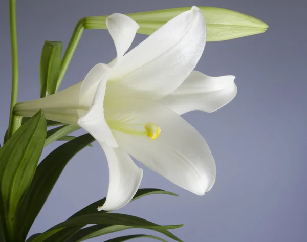 Easter lily rostlina — Stock fotografie