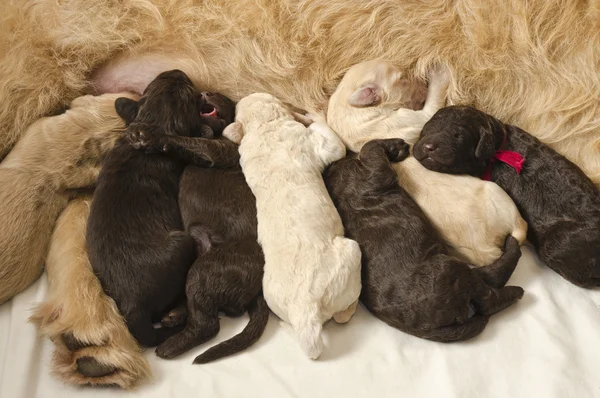 Labradoodle Pups With Mom — Stock Photo, Image
