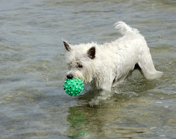 West Highland terrier branco — Fotografia de Stock