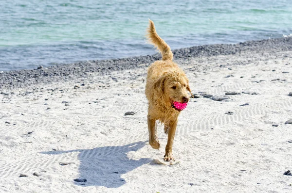 Ball spielen am Strand — Stockfoto