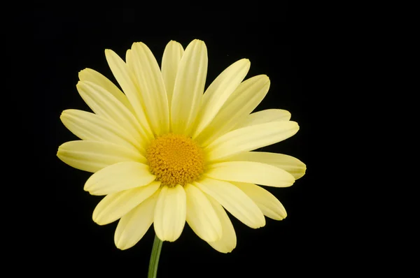 Yellow Daisy — Stock Photo, Image