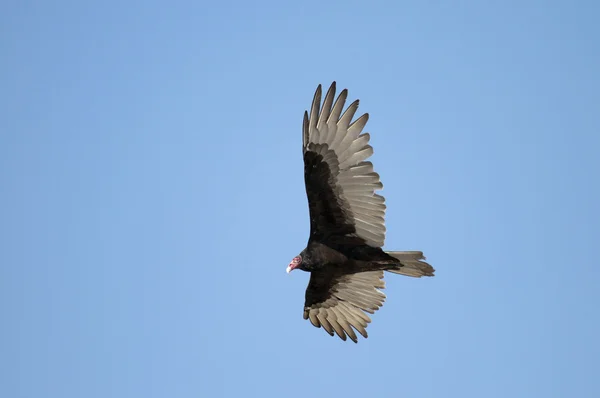 Avvoltoio Volare — Foto Stock