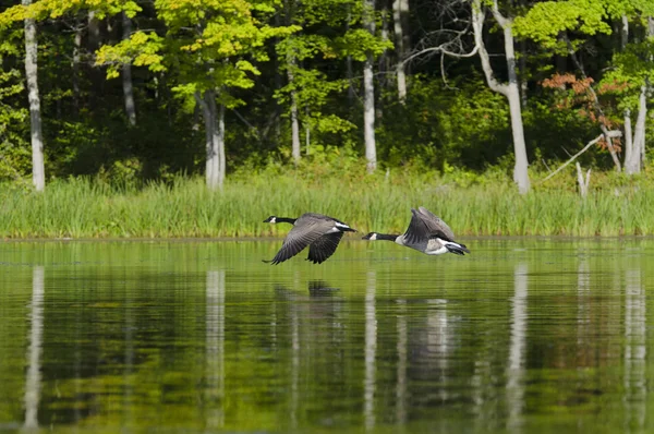 Два гуся летают на озере — стоковое фото