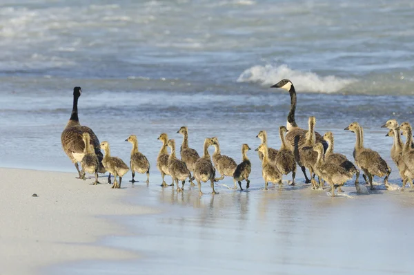 Sahilde yürüyüş kaz ailesi — Stok fotoğraf