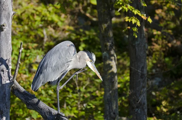 Reiher kratzt sich am Kinn — Stockfoto