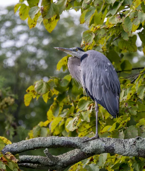 Old Heron Resting — Stock Photo, Image