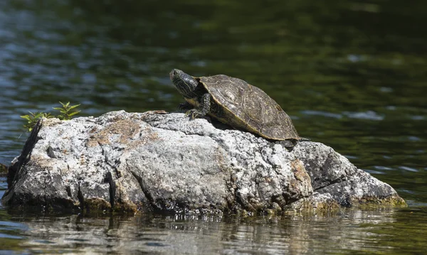 Noordelijke Graptemys — Stockfoto