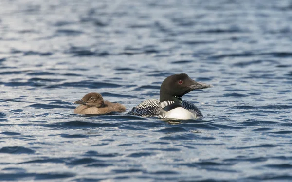 Loon com seu jovem olhando para longe — Fotografia de Stock