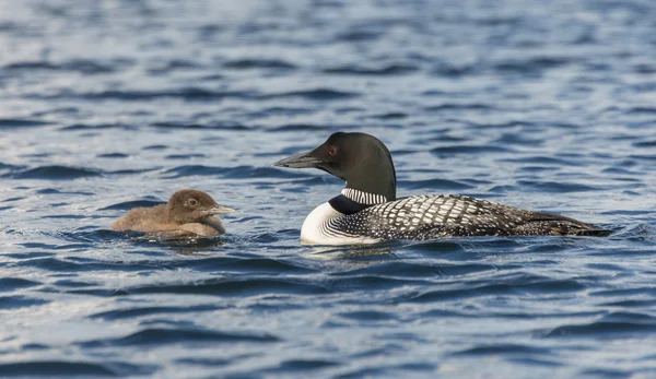 Loon Chick Looking at Adult Loon — Stock Photo, Image