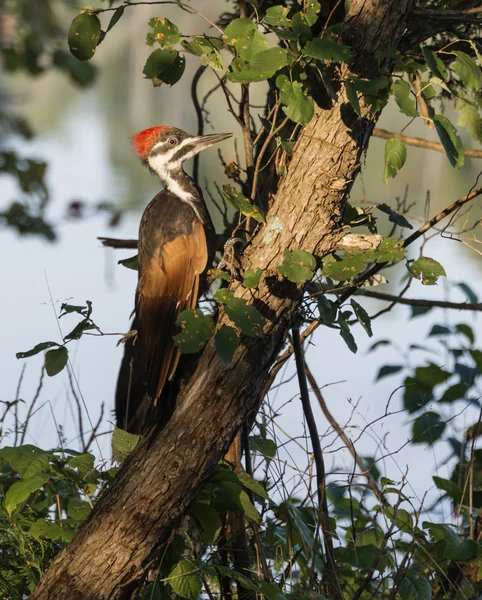 luz sobre un gran un pájaro carpintero