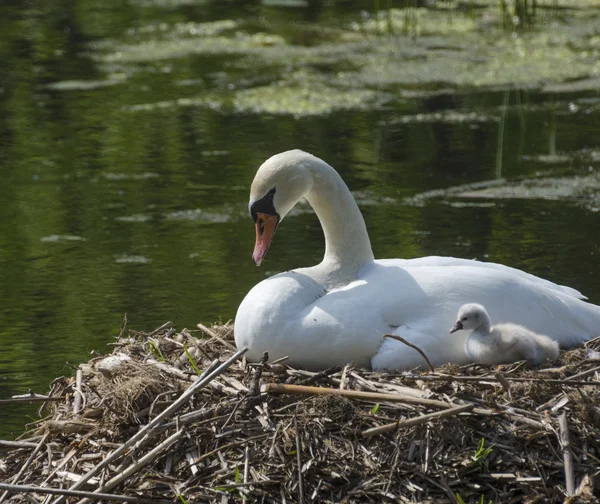 Cisne com seu jovem no ninho — Fotografia de Stock