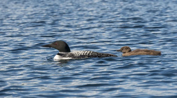 Loon met haar jonge — Stockfoto