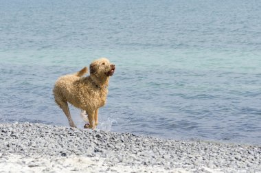 köpek topu için bekliyor