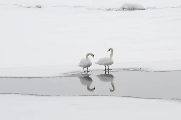 Swans on Frozen Lake — Stock Photo, Image