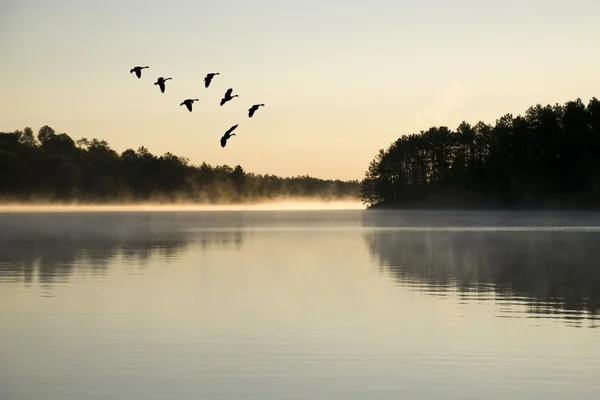 Débarquement des oies au lever du soleil — Photo