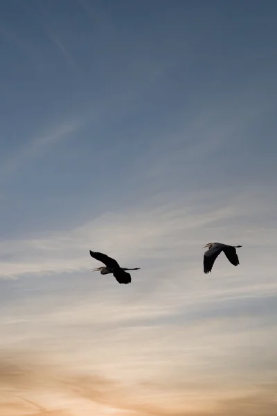 Volavky při východu slunce — Stock fotografie