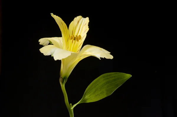 Single Yellow Lily — Stock Photo, Image