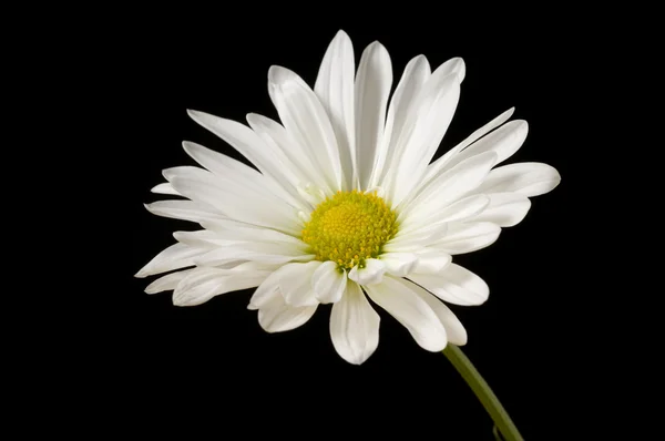 Single Daisy — Stock Photo, Image