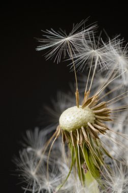 Makro Karahindiba çiçeği